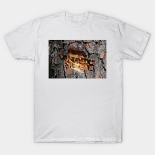 Pine Tree Sap T-Shirt